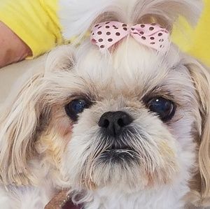 Meet your Posher, Susan